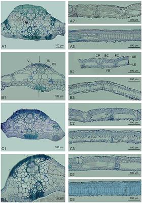 Phenotypic and Comparative Transcriptome Analysis of Different Ploidy Plants in Dendrocalamus latiflorus Munro
